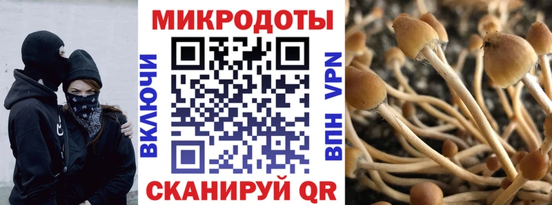 нарко площадка формула  Таруса  Галлюциногенные грибы Psilocybe  где продают  